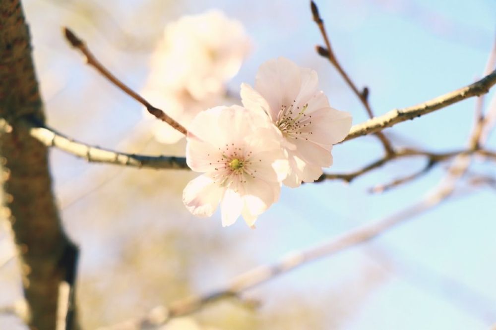 冬桜