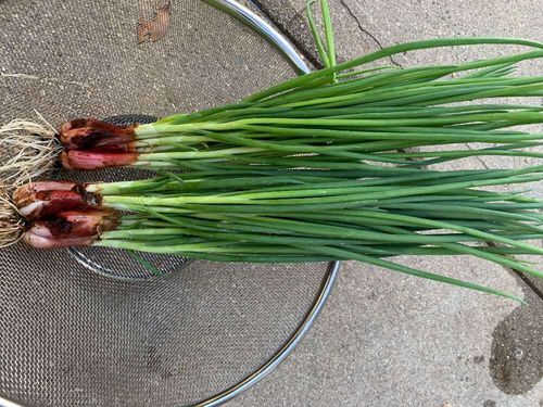 ワケギの花言葉 栄養や効能は 花は咲かせる Greensnap グリーンスナップ
