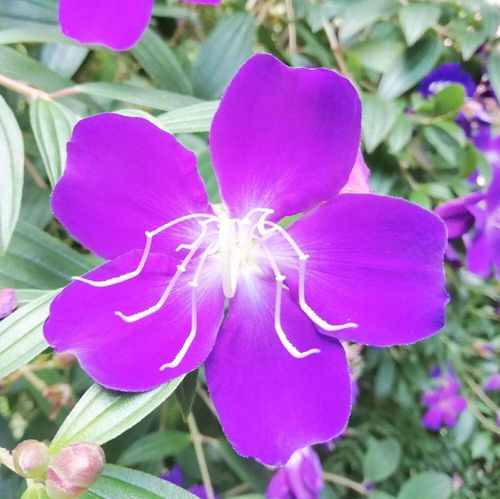 ノボタン 野牡丹 の花言葉 意味や特徴 花の季節は Greensnap グリーンスナップ ノボタン 野牡丹 の花言葉 意味や特徴 花の季節は Greensnap グリーンスナップ