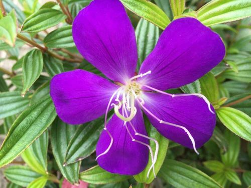 ノボタン 野牡丹 の花言葉 意味や特徴 花の季節は Greensnap グリーンスナップ