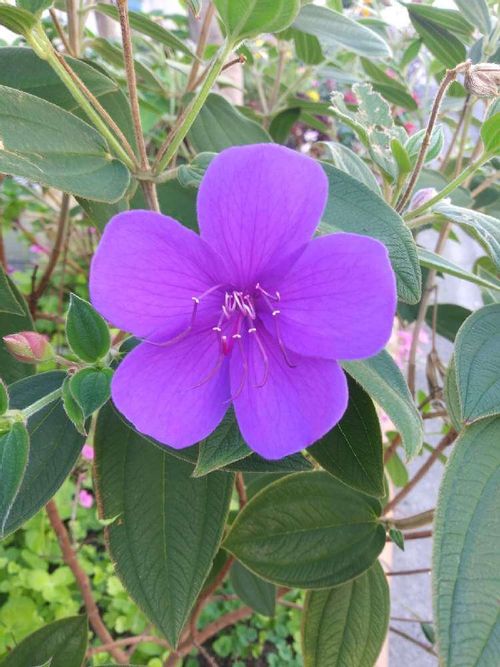 ノボタン 野牡丹 の花言葉 意味や特徴 花の季節は Greensnap グリーンスナップ ノボタン 野牡丹 の花言葉 意味や特徴 花の季節は Greensnap グリーンスナップ