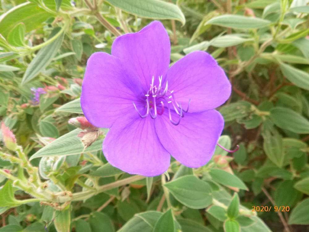 ノボタン　紫色の花　