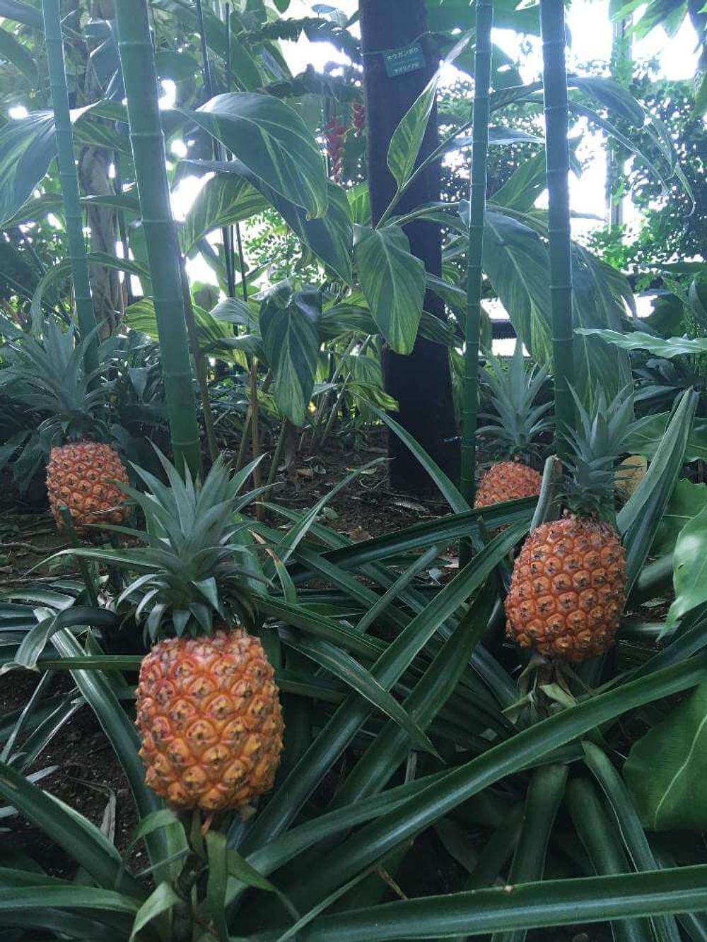 パイナップル