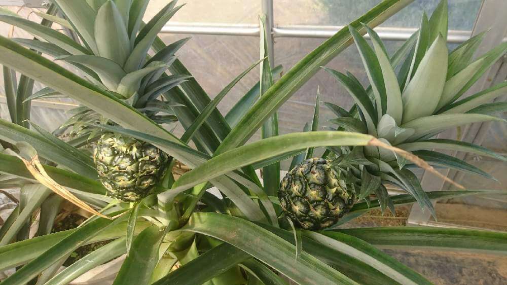 パイナップル