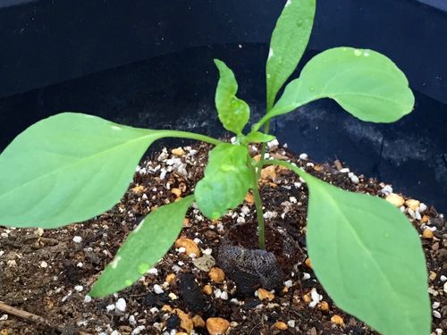 シシトウの育て方 プランターでの栽培や実を辛くさせないコツは Greensnap グリーンスナップ