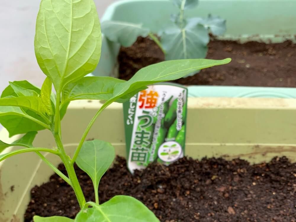シシトウ　家庭菜園　収穫　野菜
