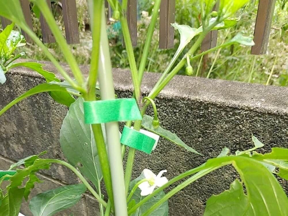 シシトウ　家庭菜園　収穫　野菜