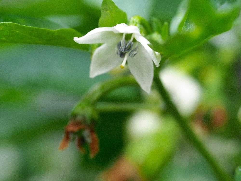 シシトウ　家庭菜園　収穫　野菜