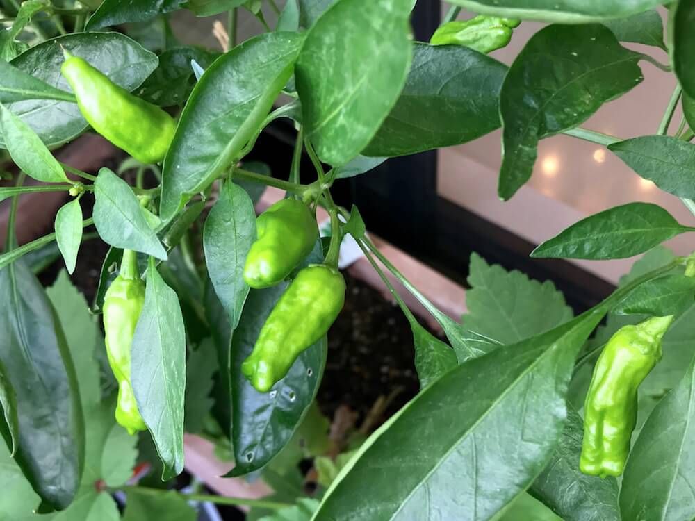 シシトウ　家庭菜園　収穫　野菜