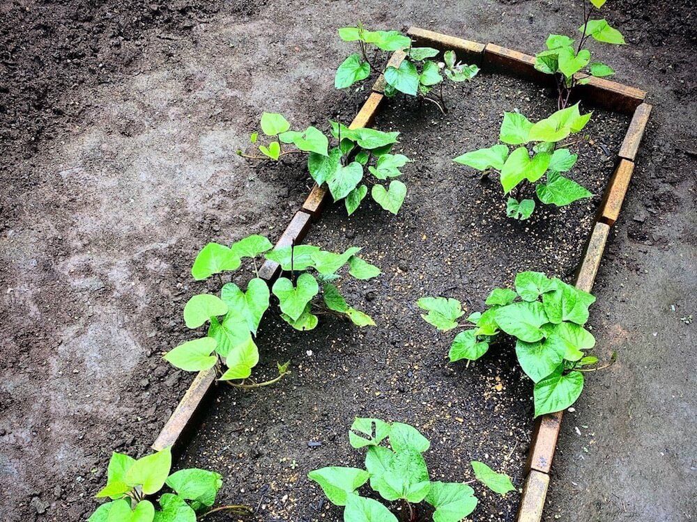 サツマイモ　家庭菜園