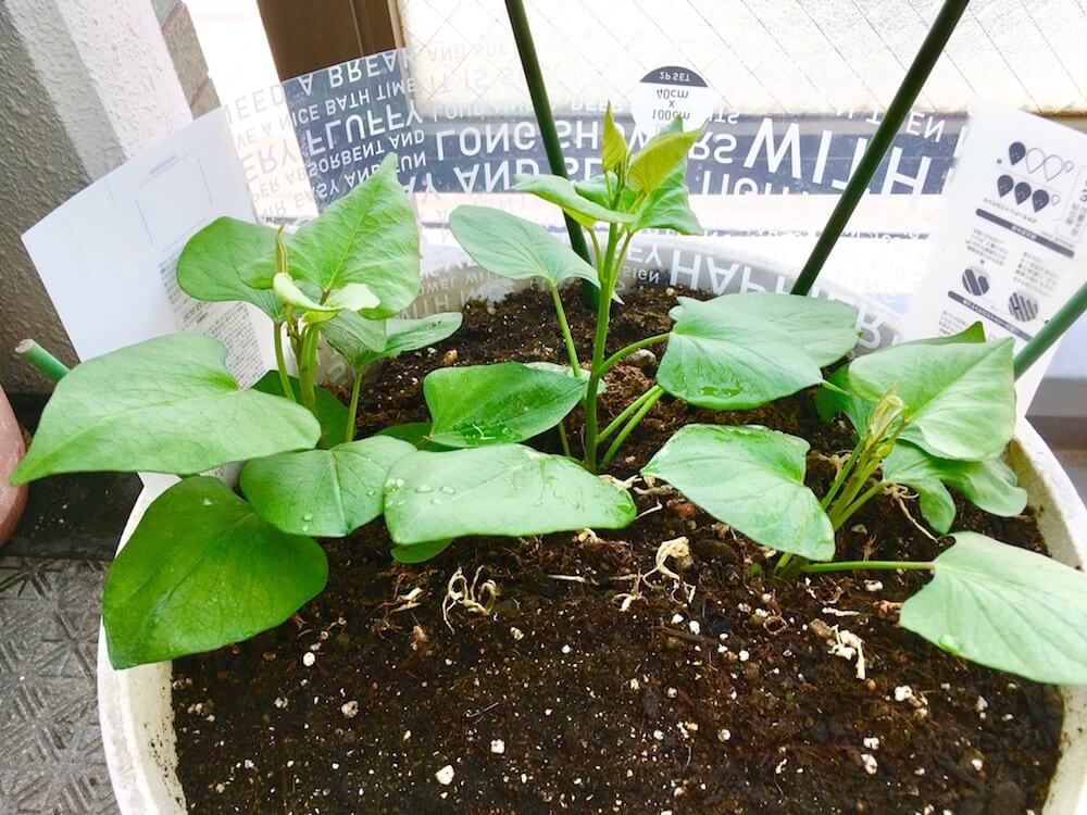 サツマイモ　家庭菜園