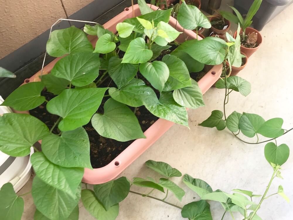 サツマイモ　家庭菜園