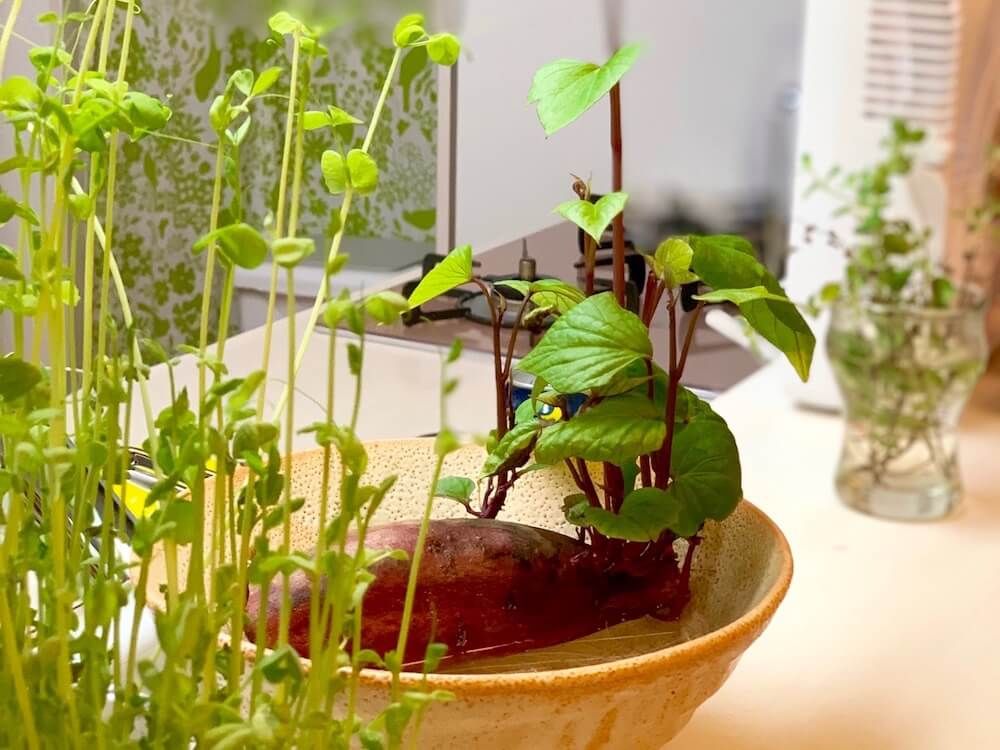 サツマイモ　家庭菜園