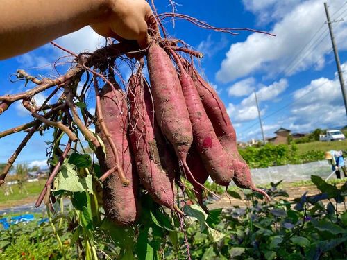 サツマイモの栽培 育て方 収穫や保存の仕方は 種芋から苗をつくるコツは Greensnap グリーンスナップ