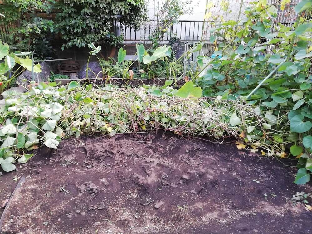 サツマイモ　家庭菜園