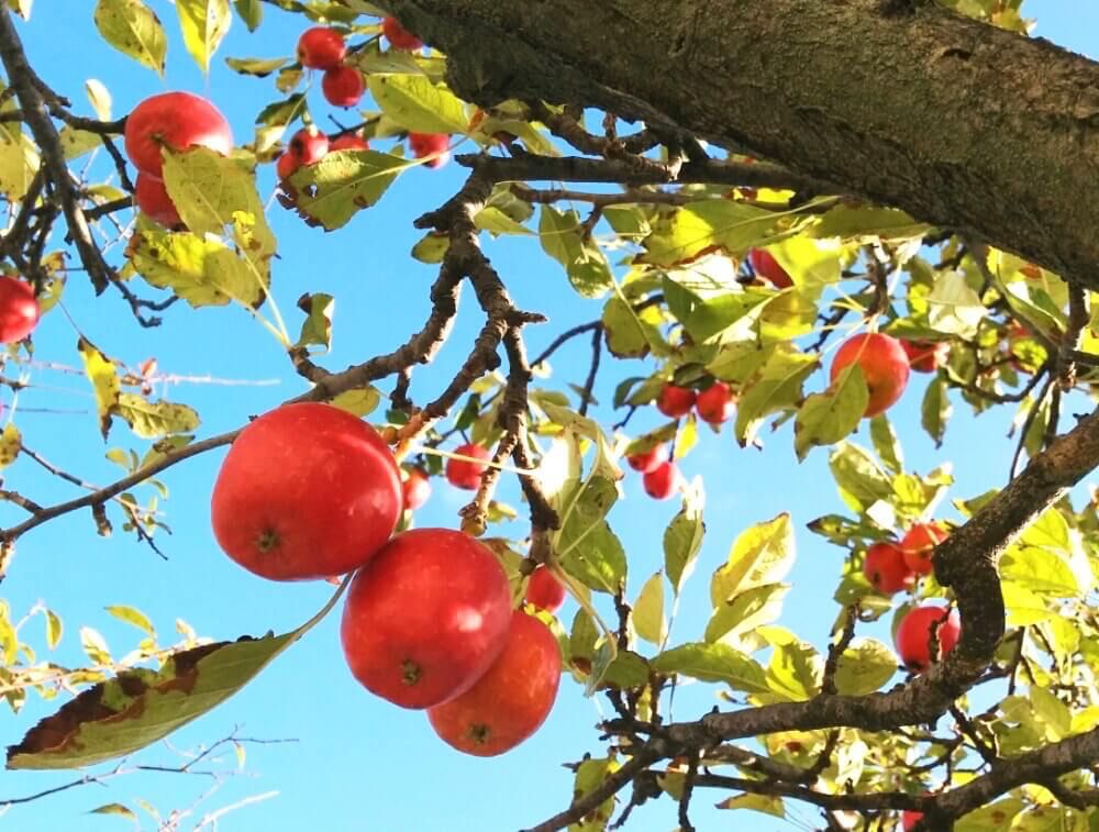 姫リンゴ　秋　実もの