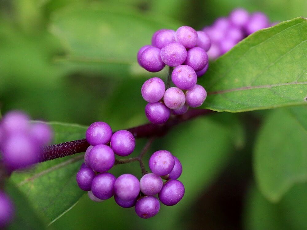 ムラサキシキブ　秋　実もの