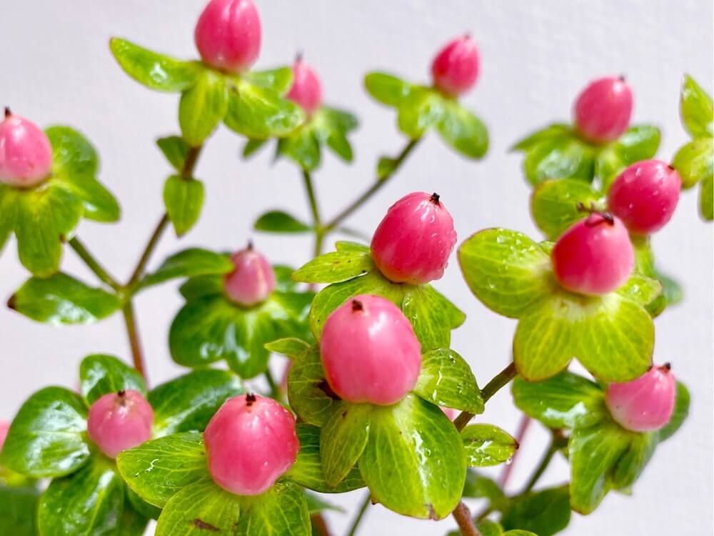 ヒペリカム秋　実もの