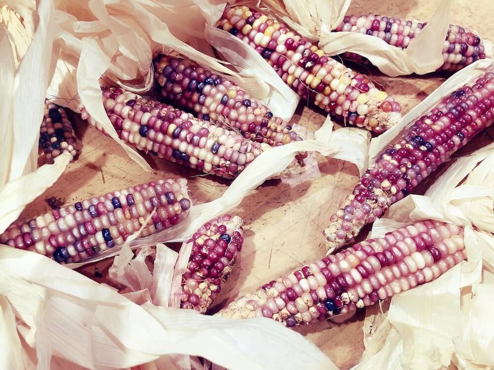 トウモロコシ　秋　実もの