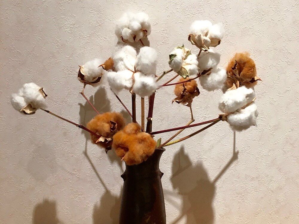 コットンフラワー　秋　実もの