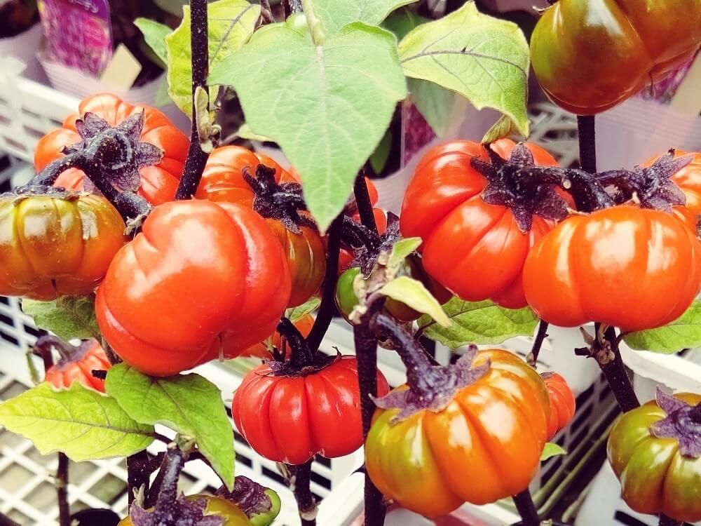 ソラナム　秋　実もの