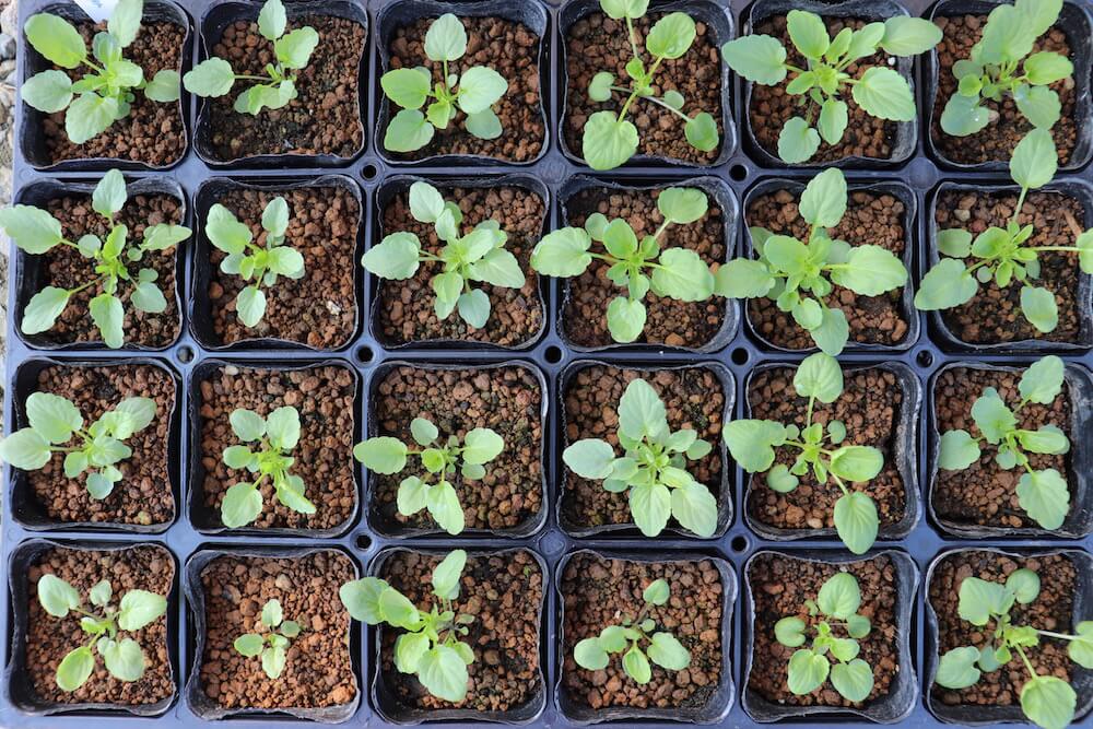 ビオラの育て方 切り戻し 摘心 挿し芽のコツは 種まき時期や苗の植え方は Greensnap グリーンスナップ