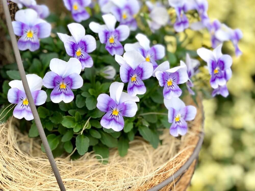 ビオラ　パンジー　寄せ植え