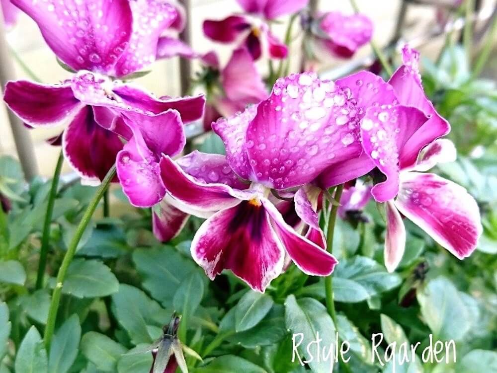 ビオラ　パンジー　花壇　水滴