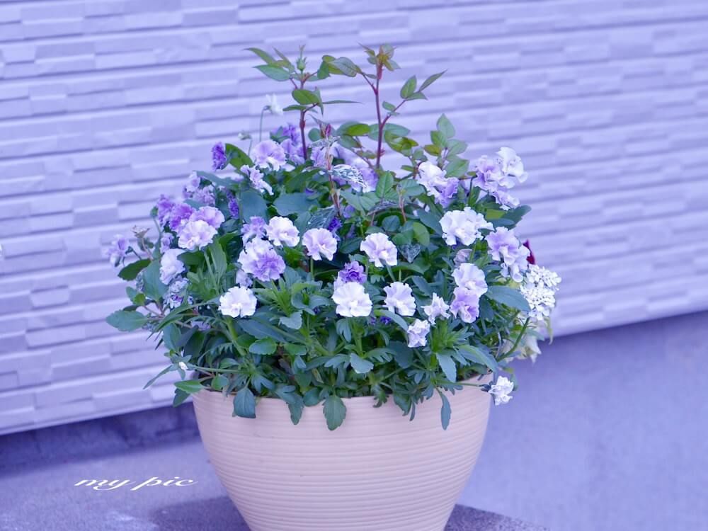 ビオラ　パンジー　寄せ植え