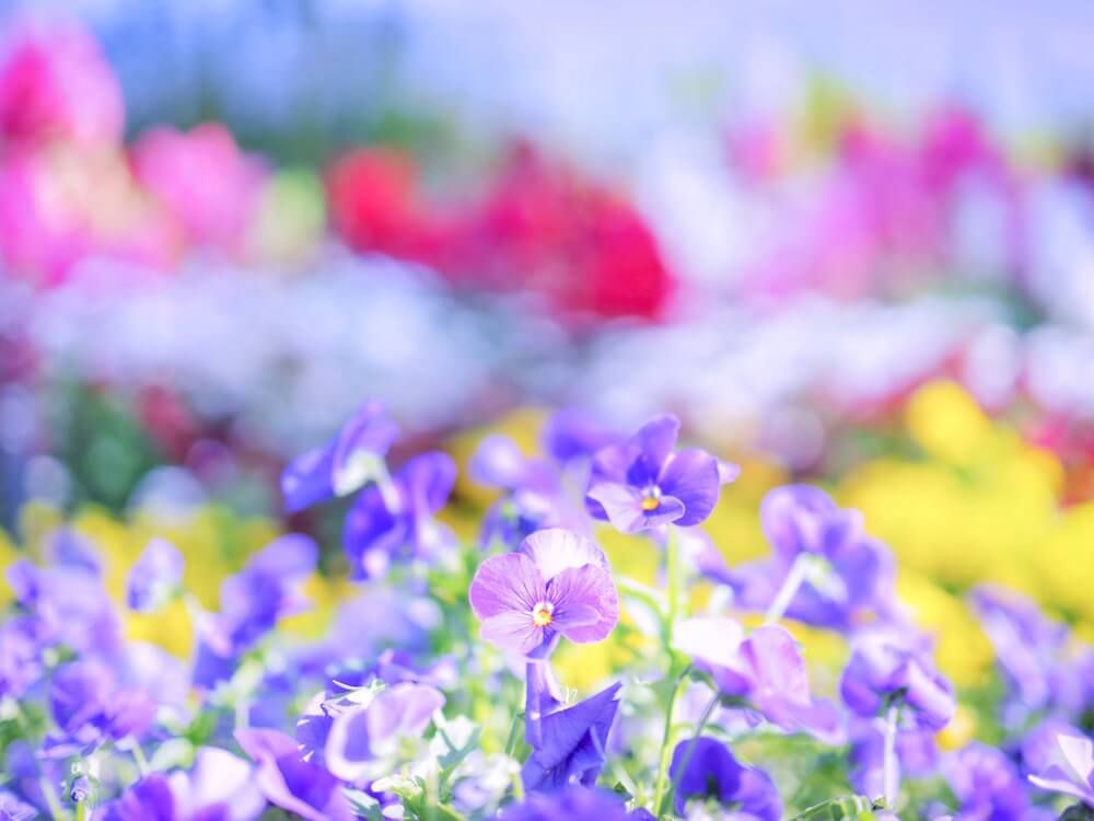 ビオラ　パンジー　花壇