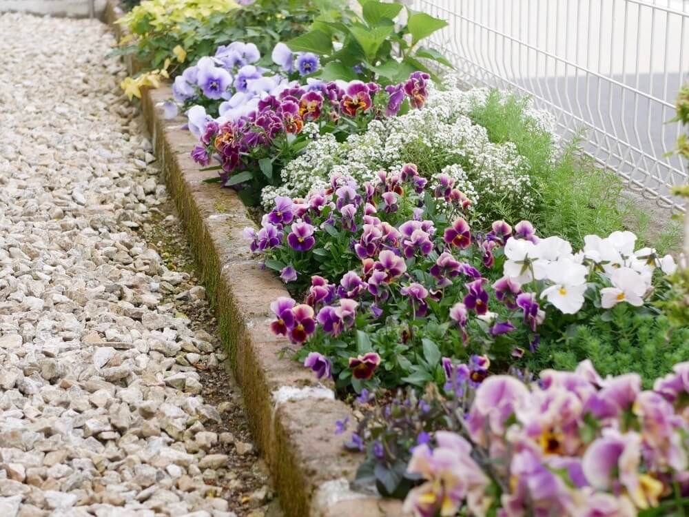 ビオラ　パンジー　花壇