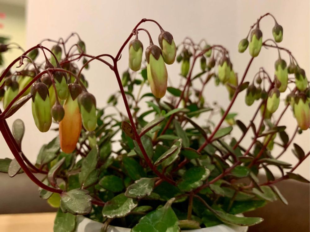 カランコエ・テッサ