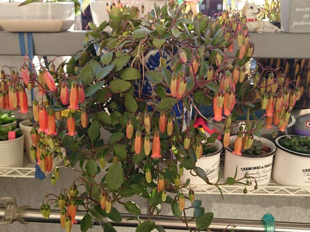 カランコエ・テッサ