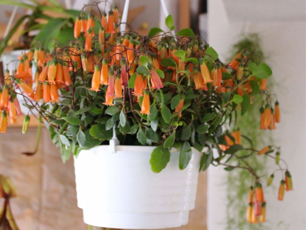 カランコエ・テッサ