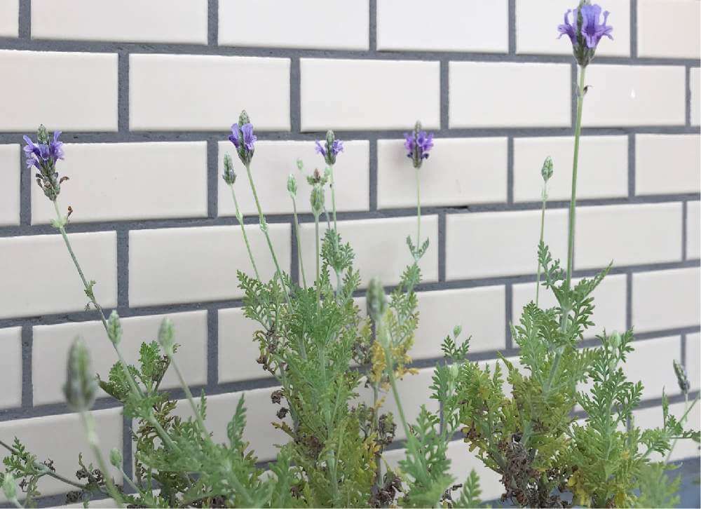 レースラベンダー