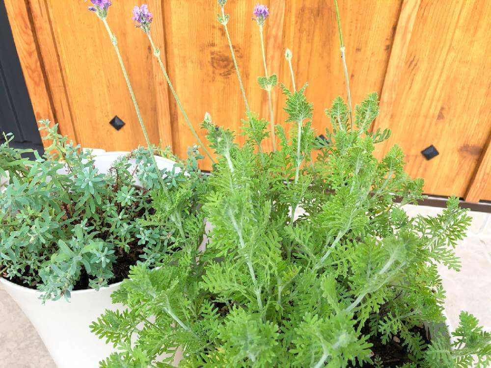 レースラベンダー