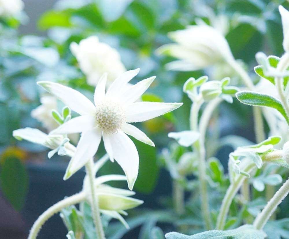 フランネルフラワー