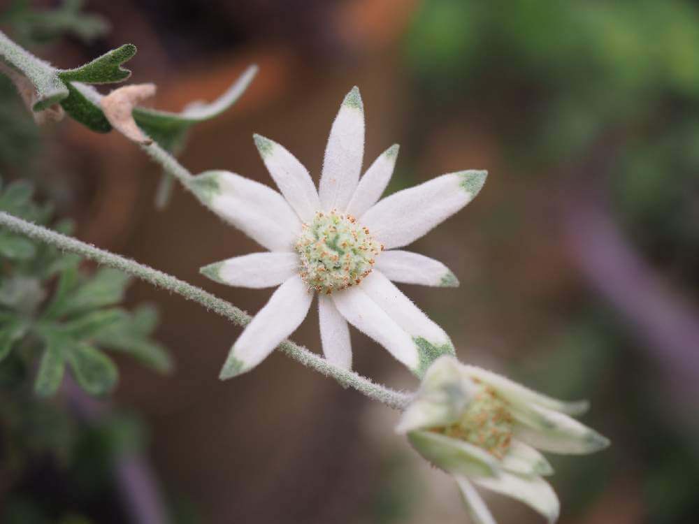 フランネルフラワー　白い花