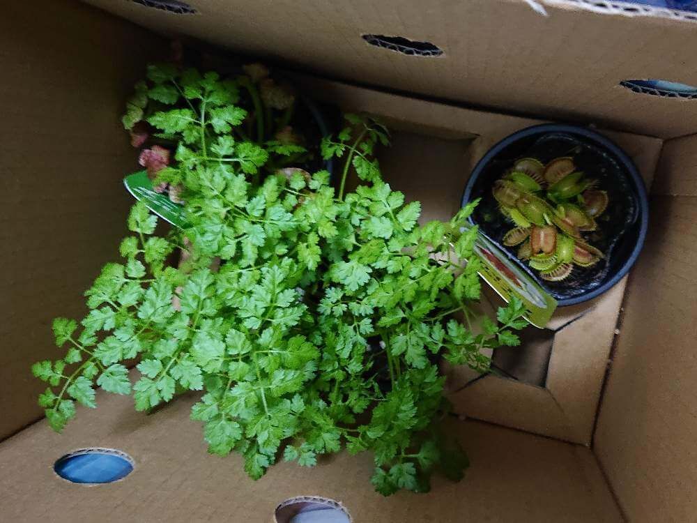 チャービル　ダンボール暗室