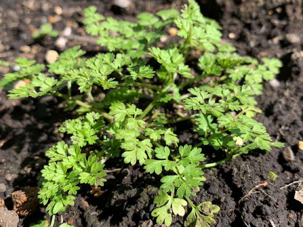 チャービル　地植え　葉