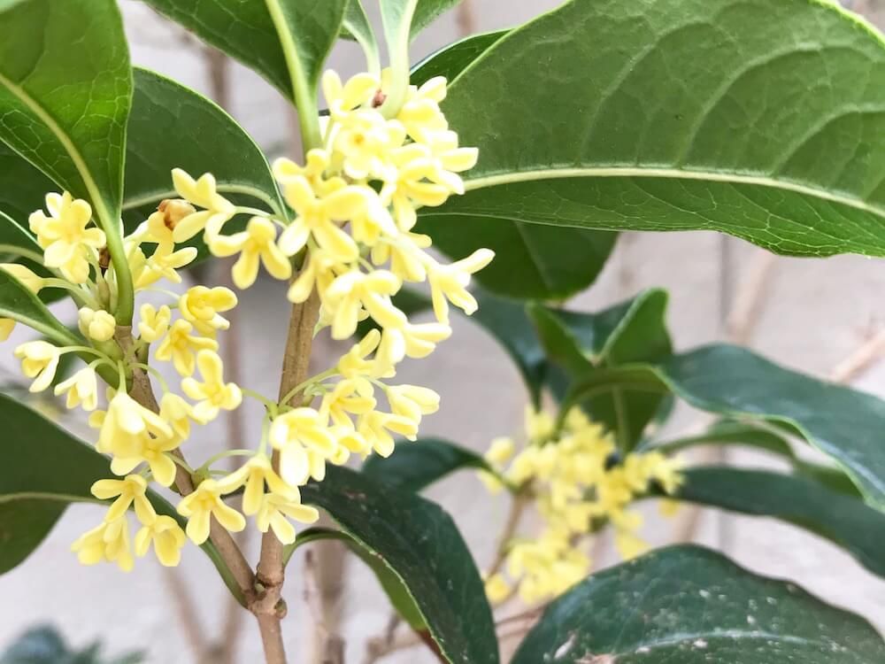 ギンモクセイ　銀木犀