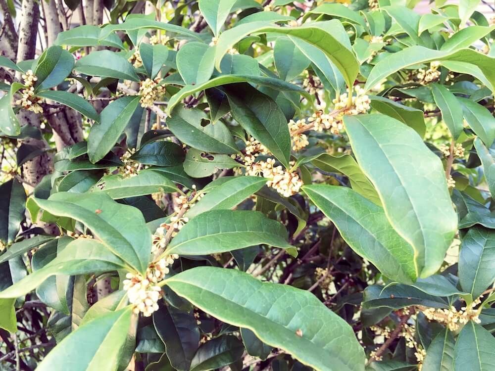 ギンモクセイ　銀木犀