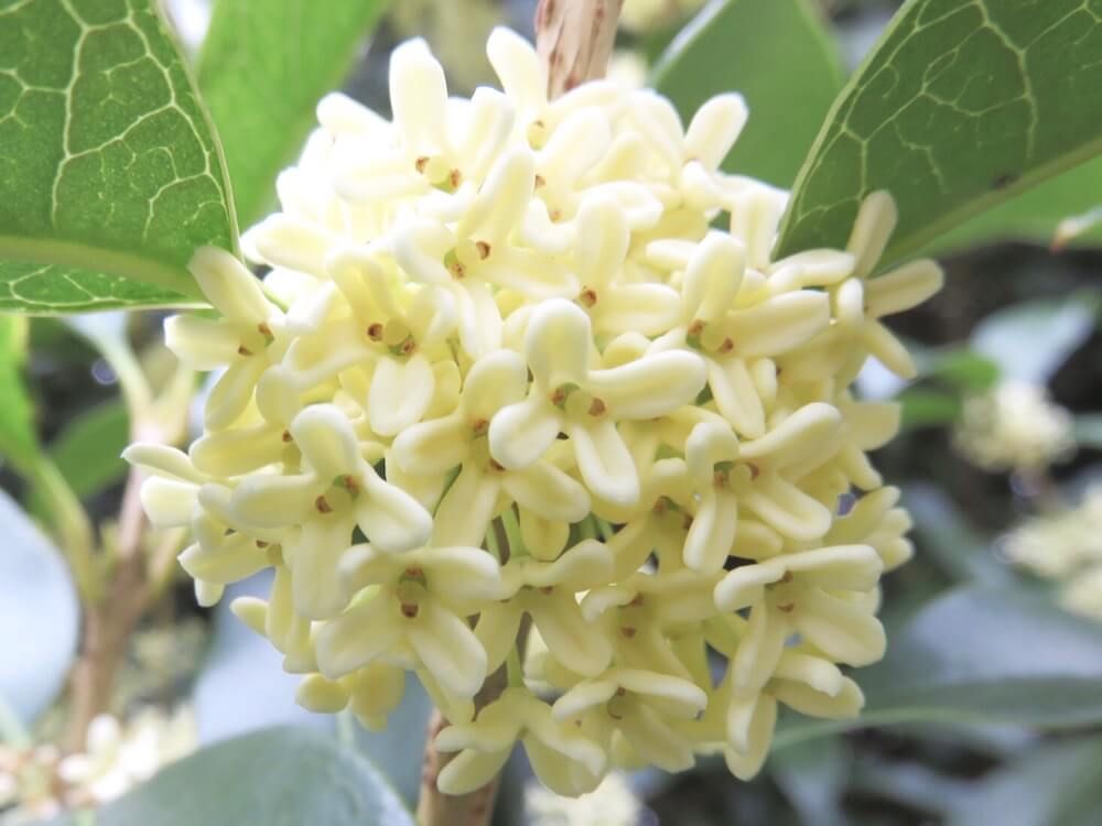 ギンモクセイ　銀木犀