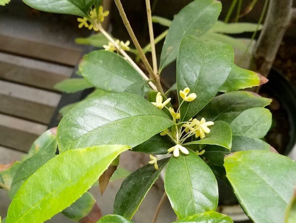 ギンモクセイ 銀木犀