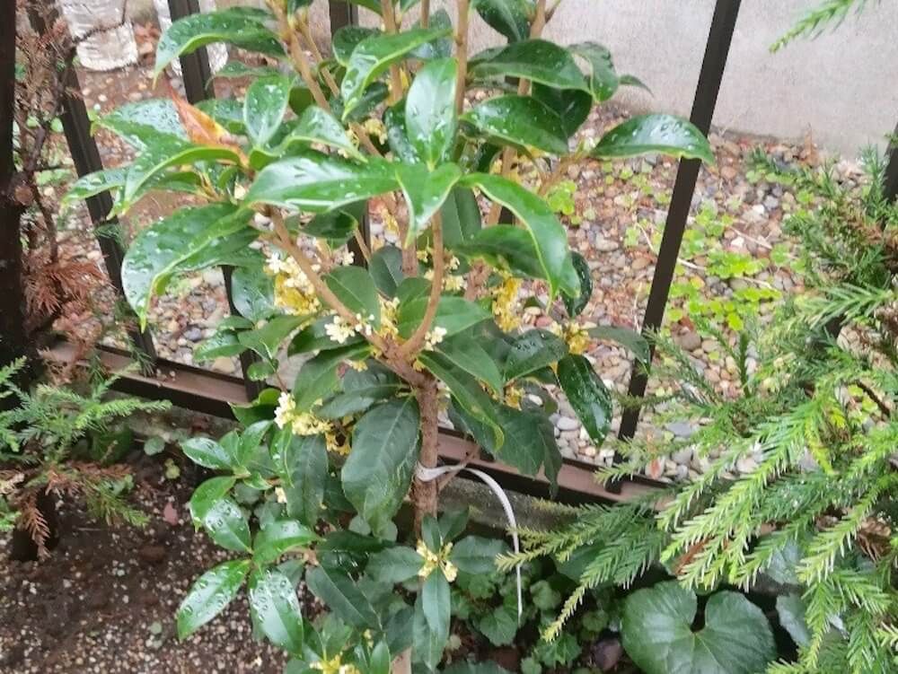 ギンモクセイ　銀木犀