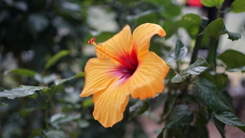 撮影場所＠福岡市植物園