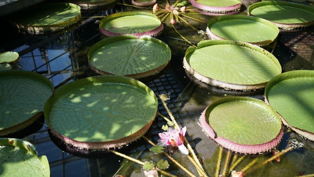 撮影場所＠福岡市植物園