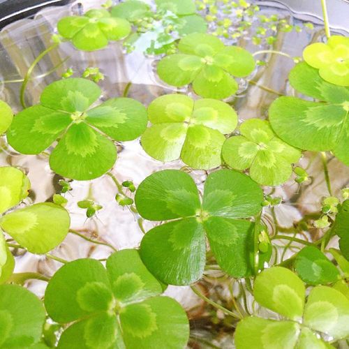 ウォータークローバーの花言葉 由来や葉の特徴 ムチカなどの種類は Greensnap グリーンスナップ