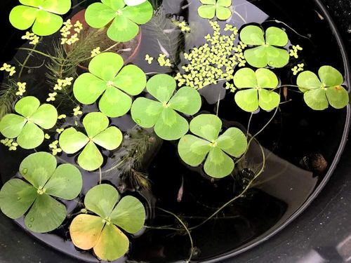 ウォータークローバーの花言葉 由来や葉の特徴 ムチカなどの種類は Greensnap グリーンスナップ