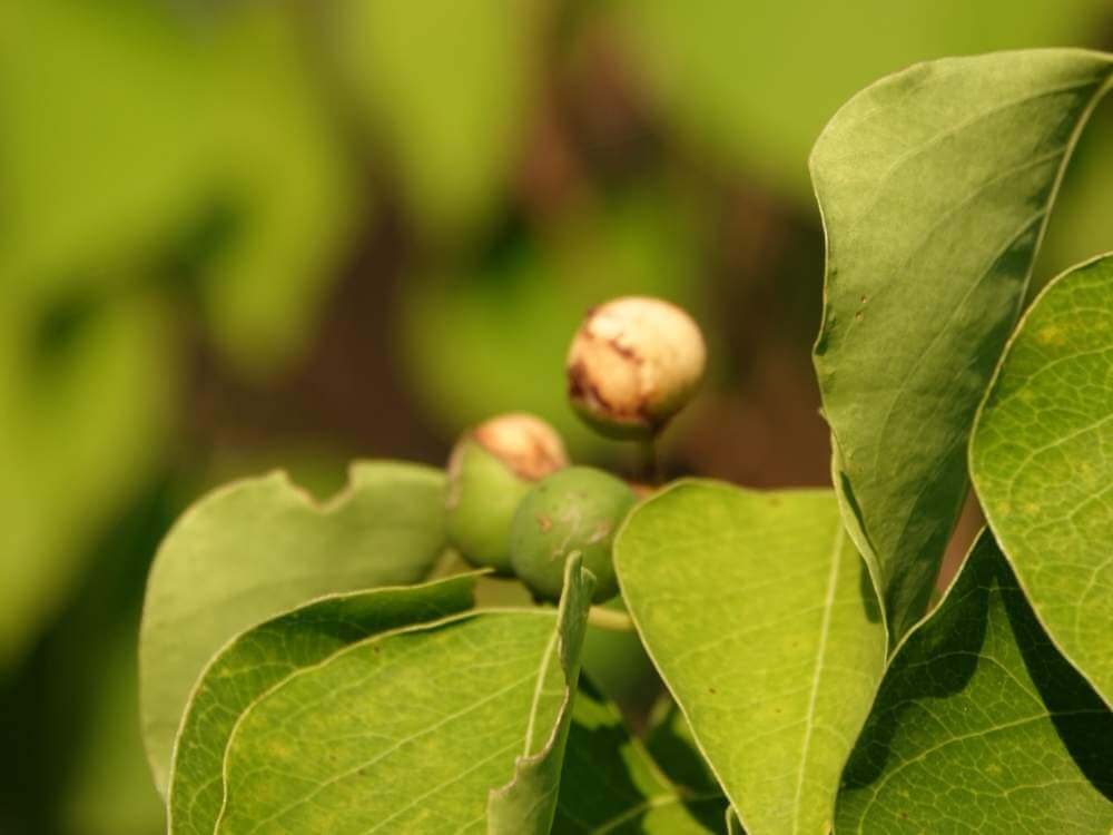 ナンキンハゼの花言葉 実や花の特徴 紅葉も楽しめる Greensnap グリーンスナップ